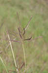 Caucasian bluestem